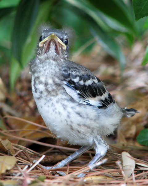 Northern Mockingbirds